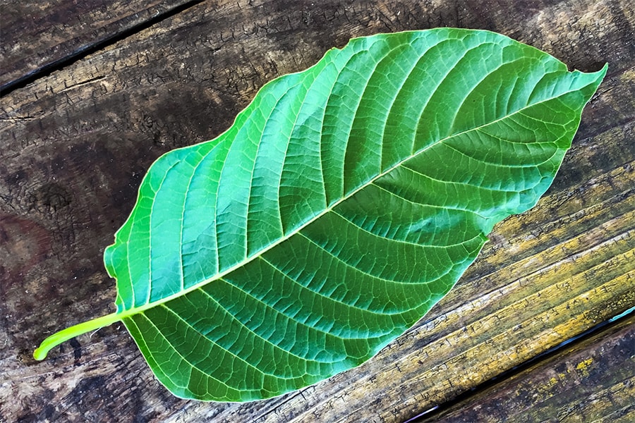 white vein kratom powder