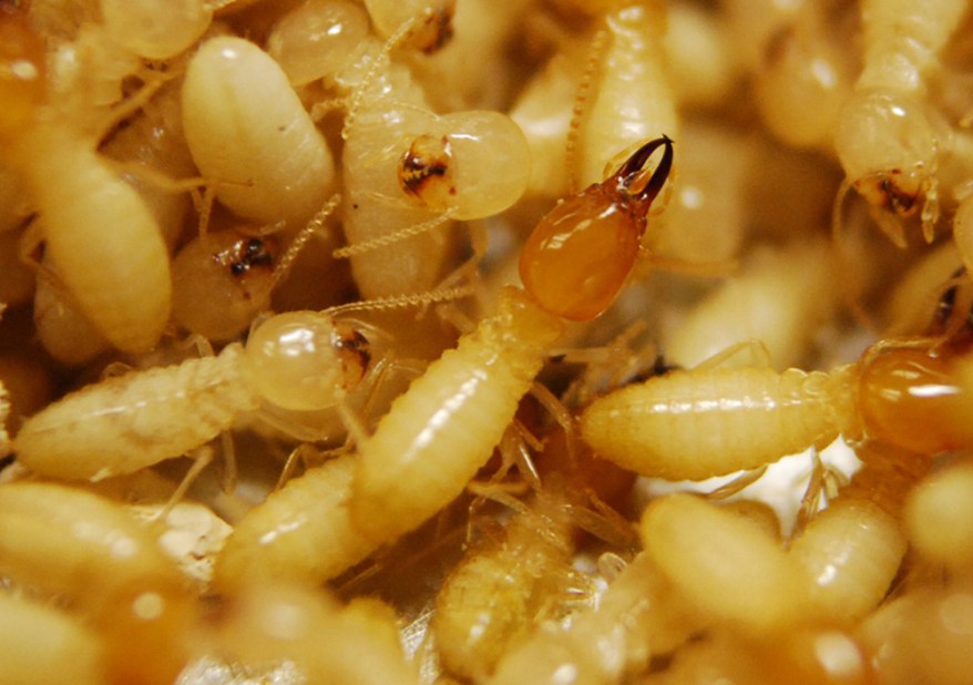 termites treatment